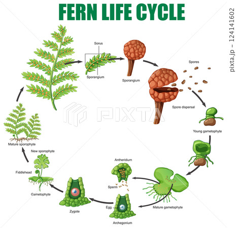 Fern Life Cycle Vector Illustration Fern Life Cycle Vector Illustration 124141602
