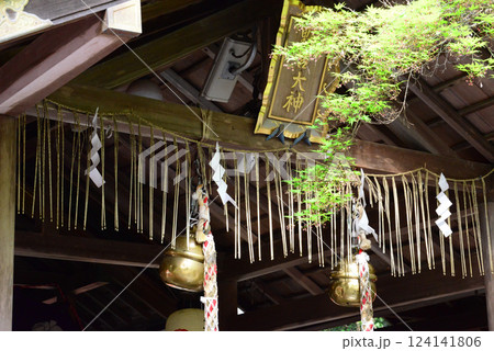 京都嵐山野宮神社拝殿と青もみじ-1 124141806