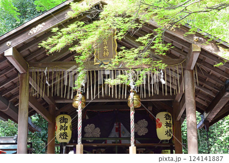 京都嵐山野宮神社拝殿と青もみじ-2 124141887