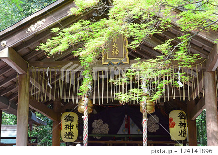 京都嵐山野宮神社拝殿と青もみじ-3 124141896