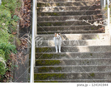 階段に佇みこちらを見る三毛猫 階段に佇みこちらを見る三毛猫 124141944