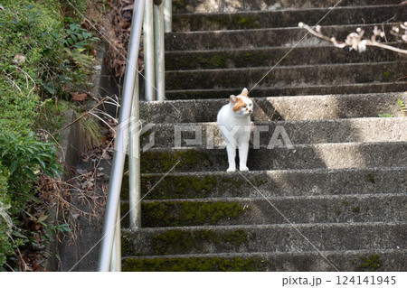 階段に佇み視線を送る三毛猫 階段に佇み視線を送る三毛猫 124141945