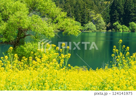 北竜湖（春） 124141975