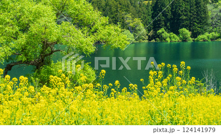 北竜湖（春） 124141979