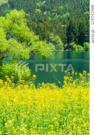 北竜湖（春） 124141986