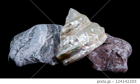 Pearlized Wavy Turban Seashell Astraea Turbinicum Close-Up Pearlized Wavy Turban Seashell Astraea Turbinicum Close-Up 124142203