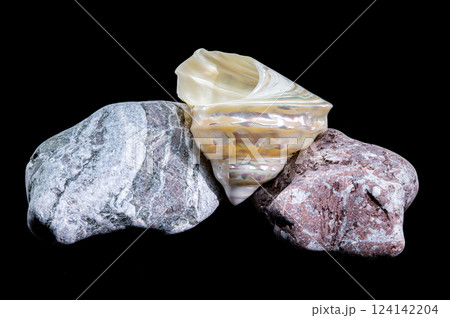 Pearlized Wavy Turban Seashell Astraea Turbinicum Close-Up Pearlized Wavy Turban Seashell Astraea Turbinicum Close-Up 124142204