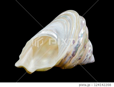 Pearlized Wavy Turban Seashell on Black background Pearlized Wavy Turban Seashell on Black background 124142208