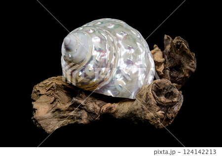 Pearlized Wavy Turban Shell on Wood Black background 124142213