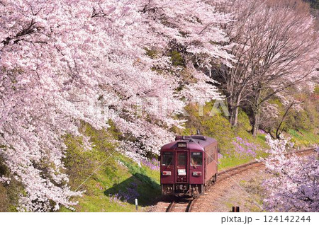 わたらせ渓谷鉄道と桜 124142244