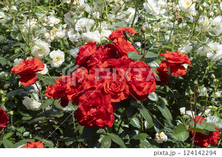 赤いバラの花 124142294