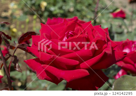 赤いバラの花 124142295