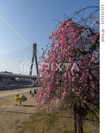 川沿いの公園に咲く枝垂れ梅 川沿いの公園に咲く枝垂れ梅 124142325