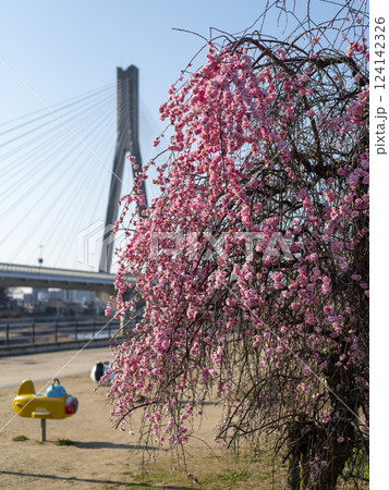 川沿いの公園に咲く枝垂れ梅 川沿いの公園に咲く枝垂れ梅 124142326