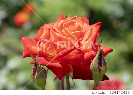 赤いバラの花 124142428