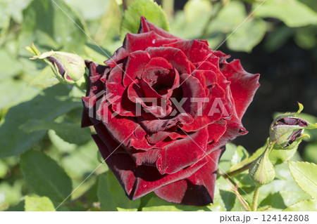 赤いバラの花 124142808