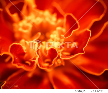 Close up beautiful Marigold flower. Cute orange flowers. High quality photo Close up beautiful Marigold flower. Cute orange flowers. High quality photo 124142950