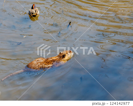 蓮池で泳ぐ  げっ歯類アメリカトゲネズミ科ヌートリア  124142977
