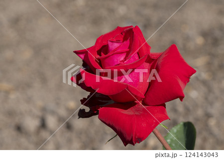 赤いバラの花 赤いバラの花 124143043
