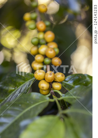 harvesting coffee berries by agriculture. Coffee beans ripening on the tree in North of Thailand 124143283
