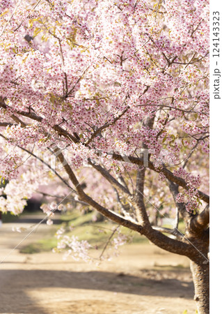 Wild Himalayan Cherry (Prunus cerasoides) or thai sakura flower 124143323