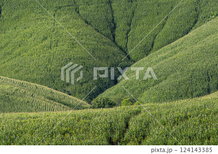 Landscape of Morning Mist with Mountain Layer. mountain ridge and clouds in rural jungle bush forest 124143385