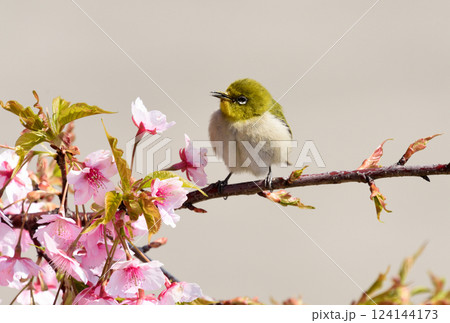 河津桜とウグイス　マリンパーク 124144173