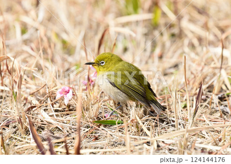 河津桜とウグイス　マリンパーク 124144176