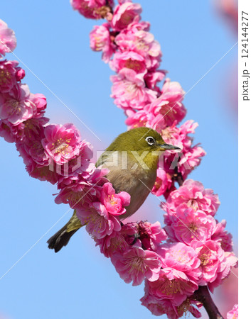 旭公園の梅とウグイス 124144277
