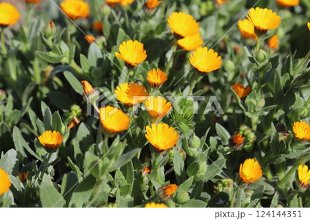 早春の庭に咲くヒメキンセンカ（冬知らず）の黄色い小さな花 124144351