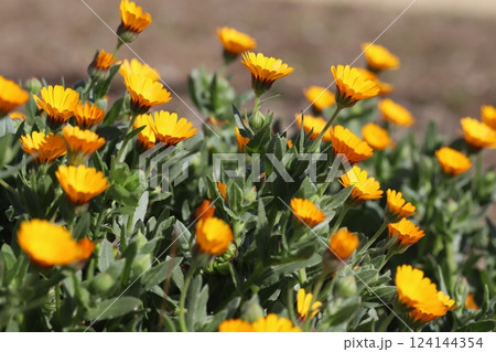 早春の庭に咲くヒメキンセンカ（冬知らず）の黄色い小さな花 124144354