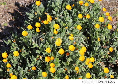 早春の庭に咲くヒメキンセンカ（冬知らず）の黄色い小さな花 124144355