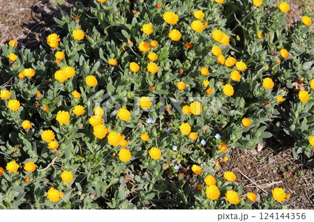 早春の庭に咲くヒメキンセンカ(冬知らず)の黄色い小さな花 早春の庭に咲くヒメキンセンカ(冬知らず)の黄色い小さな花 124144356