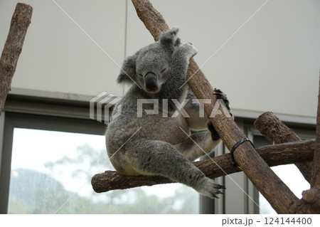木にしがみつくコアラ 124144400