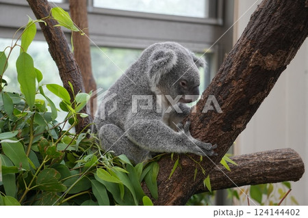 ユーカリの木にもたれて眠るコアラ ユーカリの木にもたれて眠るコアラ 124144402