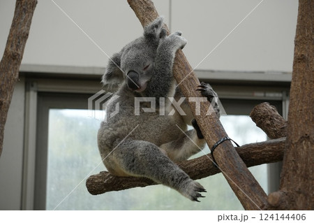 木にもたれかかるコアラ 124144406