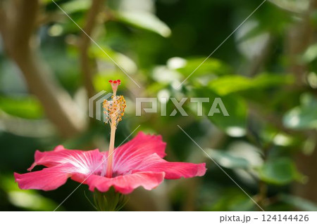 ハイビスカスの鮮やかな彩り	 124144426