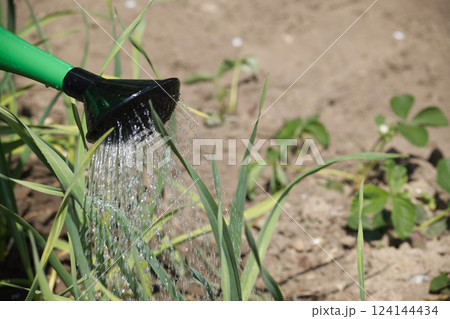 Watering can pours water over sprouting garlic leaves Watering can pours water over sprouting garlic leaves 124144434