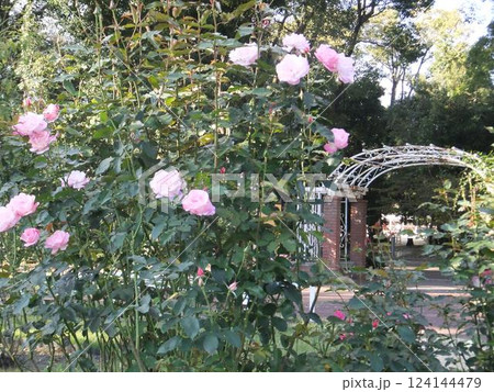 秋の京都府立植物園　薔薇園 124144479