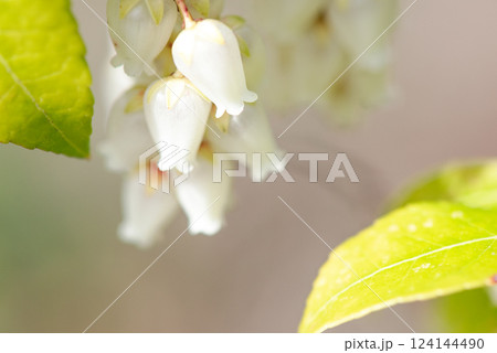 可愛いアセビの花 124144490