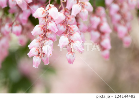 ピンク色の可愛いアケビの花 ピンク色の可愛いアケビの花 124144492