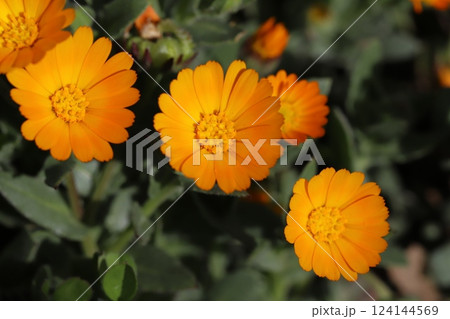 早春の庭に咲くオレンジ色のヒメキンセンカ（冬知らず）の花 124144569