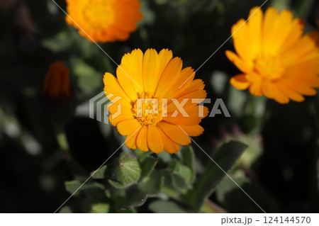 早春の庭に咲くオレンジ色のヒメキンセンカ(冬知らず)の花 早春の庭に咲くオレンジ色のヒメキンセンカ(冬知らず)の花 124144570