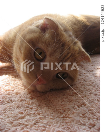 寝転がる猫 寝転がる猫 124144622