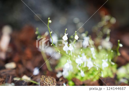 白いウサギのようなウサギゴケの花	 124144687