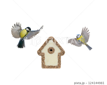 bird house made of sunflower and tit isolated on white background 124144981