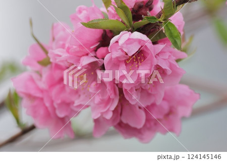 鮮やかなピンクの可愛い桃の花　春の訪れ 124145146