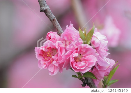 鮮やかなピンクの可愛い桃の花　春の訪れ 124145149