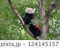 木に登るレッサーパンダ 124145157