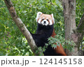木の上でくつろぐレッサーパンダ 124145158